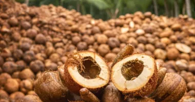 Golden Gate Coir coconut husk sourcing