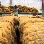 Worker separating coir fibre from coconut husk
