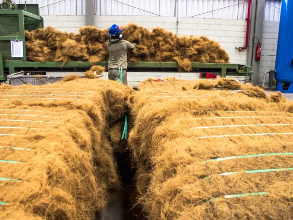 Worker separating coir fibre from coconut husk