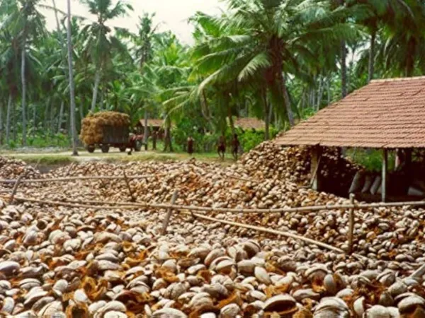 Coconut husks collected for coir processing